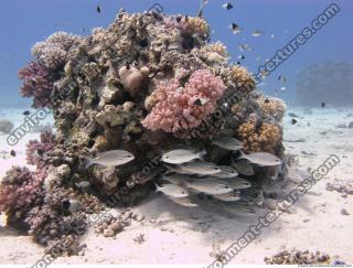 Coral fish 2